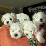 Orjinal Kore Maltipoo Yavrular Ankara Mağazamizda Görün