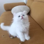 Eşsiz Göz Rengine Sahip British Longhair Yavrum