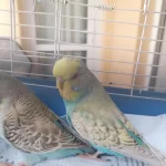 Konuşturmalik Aliştirmalik A Kalite Şov Jumbo Kuşlar