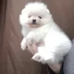 Pomeranian Boo Köpeğimiz
