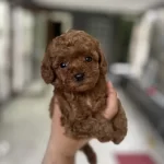 0 Teacup Kore Özel Poodle Yavru