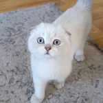 Bu Güzel Gözlü Scottish Fold Prenses Ailesini Bekliyor
