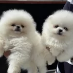 Yasal Ruhsatlı Çiftlikte Ziyarete Açık Pomeranian