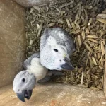 Evlat Arayanlara El Besleme Bebek Jakolar