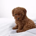 Sağlıklı Toy Poodle Köpekler