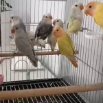 Hepsi Yavru Papağanlar Ele Alışık Kaçirilmayacak Firsat