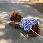 Teacup Cinsi Poodle 8 Aylik