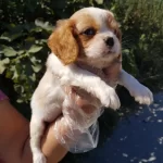 Muhteşem Cavalier King Charles