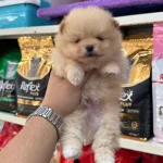 En Tatlı Pomeranian Köpekler