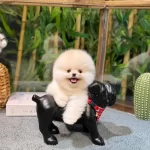 Harika Pomeranian Tiffany