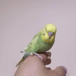 Jumbo Muhabbet Kuşu Yavrular