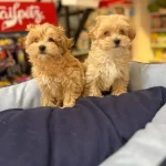 Tüy Dökmeyen Hipoalerjenik Saf Kan Maltipoo Yavrular