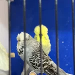 Üst Vasif Eşe Hazir Şhow Jumbo Çift Muhabbet Kuşu