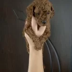 Toy Poodle Bebekler Orijinal