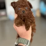 Petmode Köpek Çiftliğinden Tea Cup Poodle Yavrular