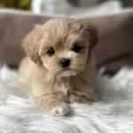 Tr Nin En İyi Teacup Maltipoo Yavruları