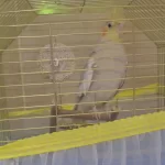 Sultan Papağanı Ev Ortamına Uyumlu