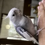 Ele Alışık Sultan Papağanı