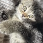 Yavru Scottish Fold Kedimiz