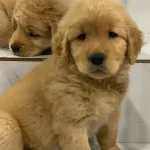 Golden Retriever Yavrulari