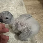 Yavru Jako Papağanı 1 Aylık