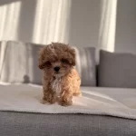 İrkının En Kaliteli Yavrusu Ev Doğumlu Poodle Bebeğim