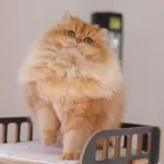 Kısırlaştırma Şartıyla British Longhair