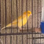 Harika Sağlıklı Erkek Kanaryalar