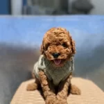 Bayram Şekerleri Poodle Yeni Yuvalarını Arıyorlar