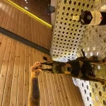 Sağlam Doberman Yavrusu Erkek