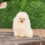 Kar Beyaz Tea Cup Pomeranian Boo