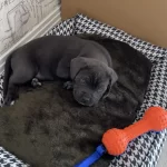 40 Günlük Şecereli Cane Corso