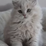 British Longhair Yavrular Evinizin Neşesi Olacaktır