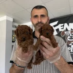 Türkiyenin En Güzl Toy Podle Yavrulr Wc Eğitimli Ank