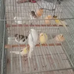 Kanarya Sarı Beyaz Harlikuin Parçali Kanaryalar
