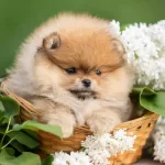 Orijinal Pomeranian Teddy