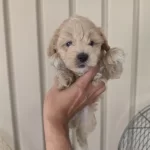 3 Erkek Kardeş Maltipoo