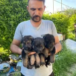 Showline Alman Kurdu Yavrular
