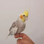 1 Yaşında Erkek Sultan Papağanı