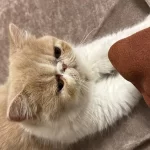 Exotic Shorthair Dişi 3 Yaşinda