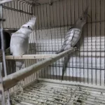 Yavru Sultan Papağanı 2 Aylık