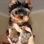 Ankaranın En Güzel Tea Cup Yorkshire Terrier Leri