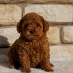 Aşılı Orjinal Garantili Toy Poodle