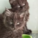 Şecere Belgeli Pasaportlu Maine Coon Yavrularımız