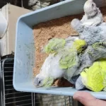 Üretimhaneden Muhabbet Kuşu Yavruları