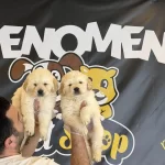 Orjinal Golden Retriewer Yavrulr Safkan Belgeli Ankara