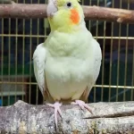 Sultan Papağanı Full Evcil