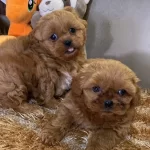 Yasal Ruhsatlı Çiftlikde Ziyarete Açık Maltipoo