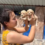 Maltipoo Yavru Köpekler