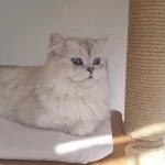 Ev Kedisi British Longhair Erkek Okyanus Göz